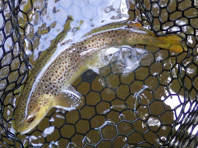 Reportage gorges de la Dordogne no-kill Dépt 63 Avozetto Webzine Pêche Mouche