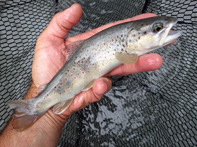 Reportage Doron de Termignon dépt de Savoie 73 Avozetto Webzine pêche Mouche