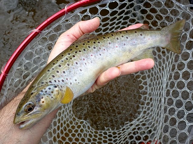 Reportage Dragne dépt 58 Nièvre Avozetto Webzine Pêche Mouche