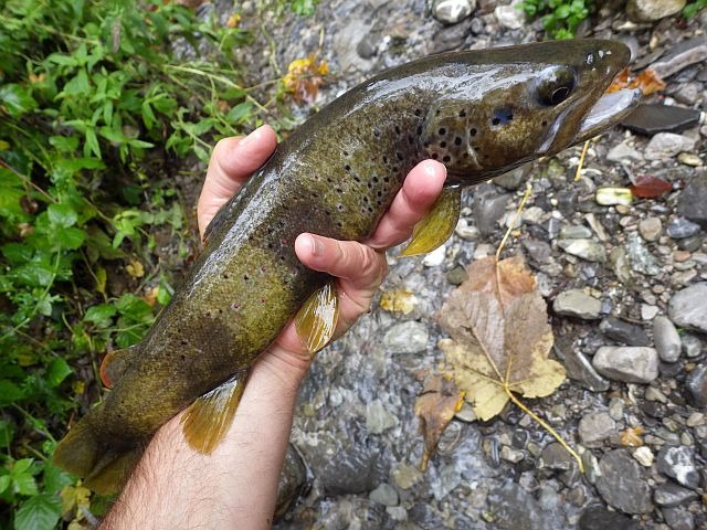 Reportage Eau Noire dépt Haute-Savoie 74 Avozetto Webzine Pêche Mouche