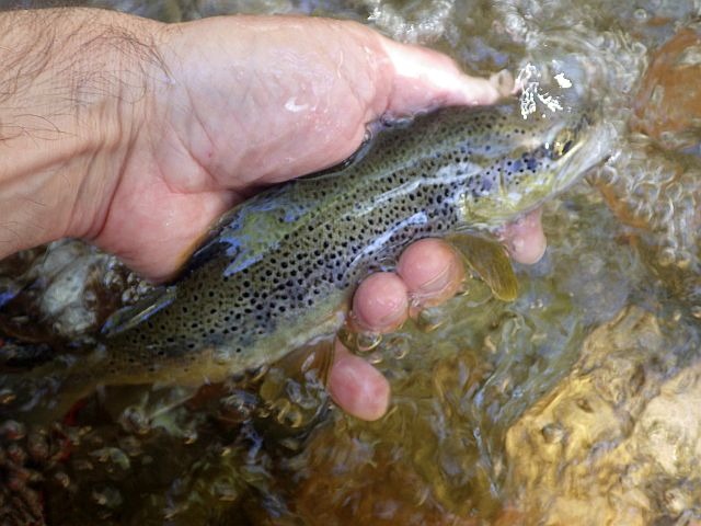 Reportage Fiumicellu Dépt de la Corse Avozetto Webzine Pêche Mouche