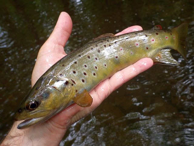 Reportage Gland dépt 02 Aisne Avozetto Webzine Pêche Mouche