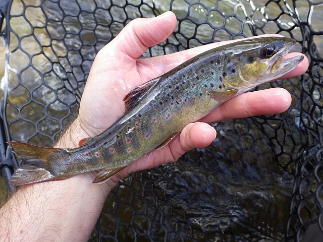 Reportage Oust dépt Côtes-d'Armor Avozetto Webzine Pêche Mouche