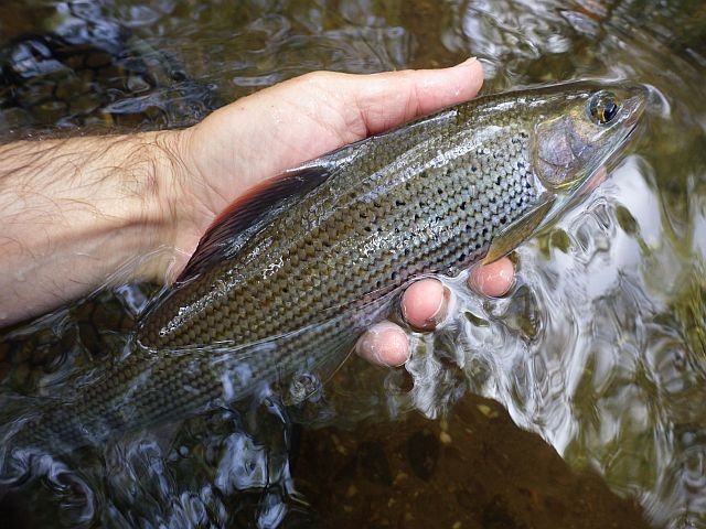 Reportage Plaine Dépt des Vosges 88 Avozetto Webzine Pêche Mouche