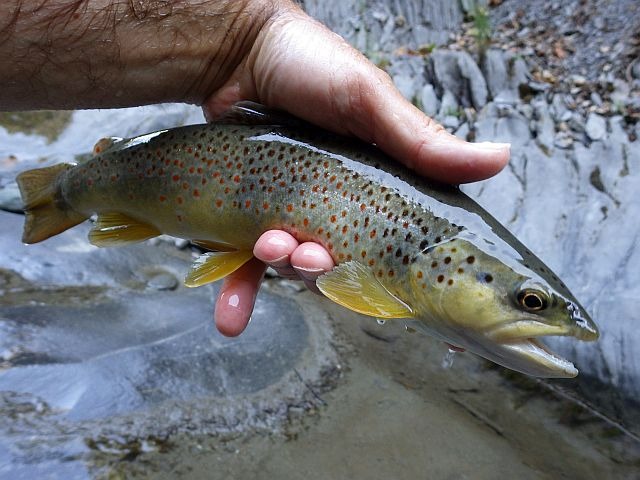 Reportage gorges Roizonne département Isère 38 Avozetto Webzine Pêche Mouche