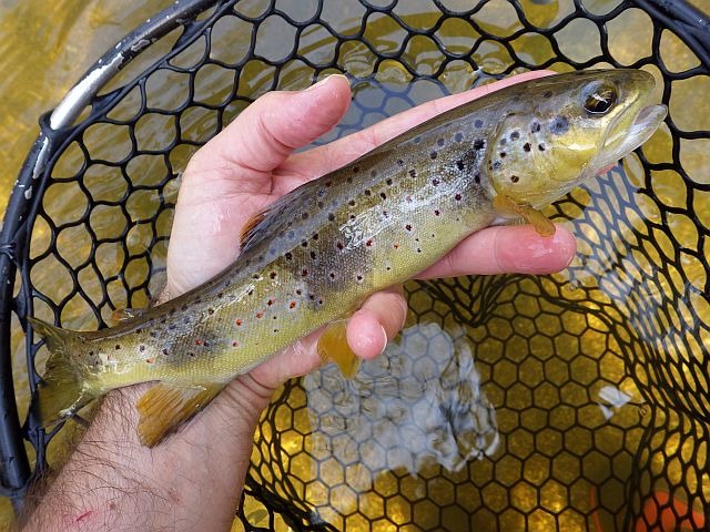 Reportage Triboulin dépt Lozère 48 Avozetto Webzine Pêche Mouche