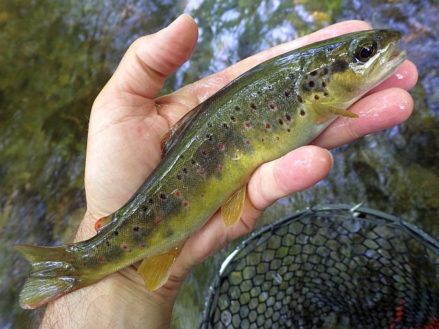 Reportage Arget dépt Ariège Avozetto Webzine Pêche Mouche