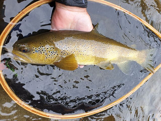 Prises des abonnés Avozetto 2023 Webzine Pêche Mouche