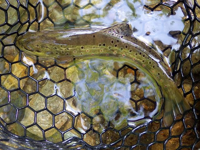 Reportage Doire dépt Cantal 15 Avozetto Webzine Pêche Mouche