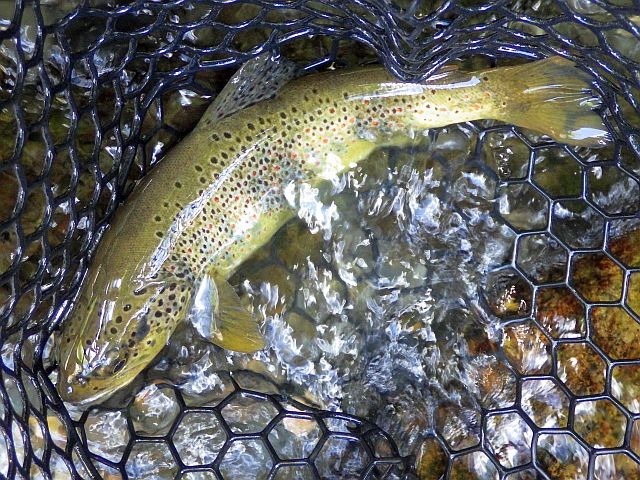 Guidage Espagne Avozetto Webzine Pêche Mouche