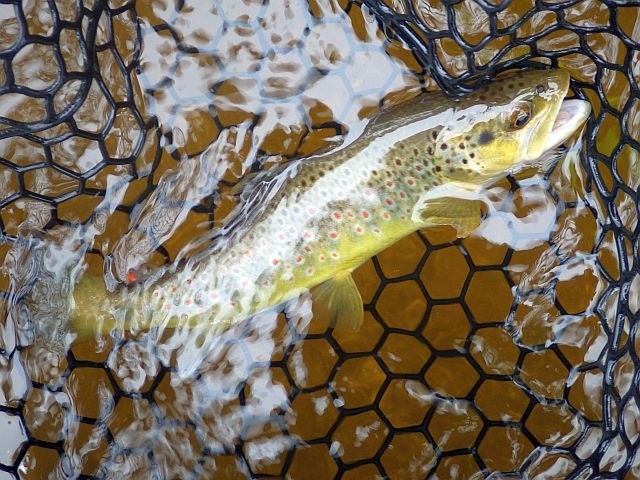 Reportage Grandrieu dépt 48 Lozère Avozetto Webzine Pêche Mouche
