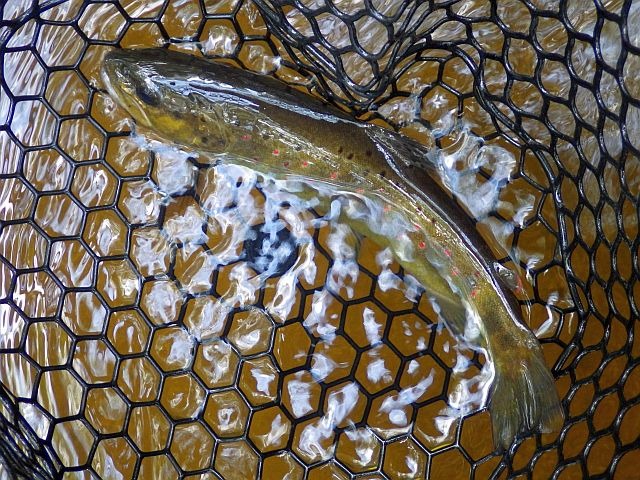 Reportage Montane dépt Corrèze Avozetto Webzine Pêche Mouche