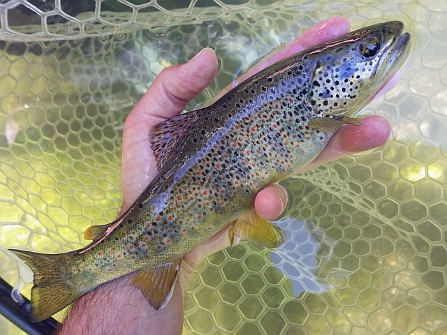 Reportage Noguera Pallaresa Espagne Avozetto Webzine Pêche Mouche