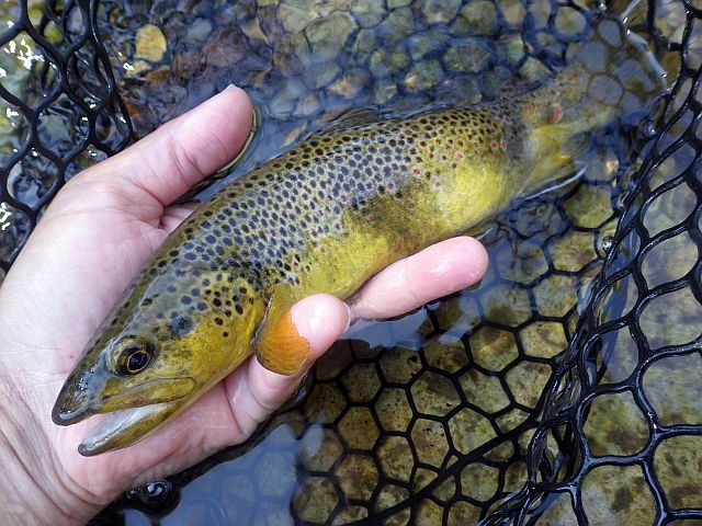 Reportage Vallon de la Minière Dépt Alpes Maritimes 06 Avozetto Webzine Pêche Mouche