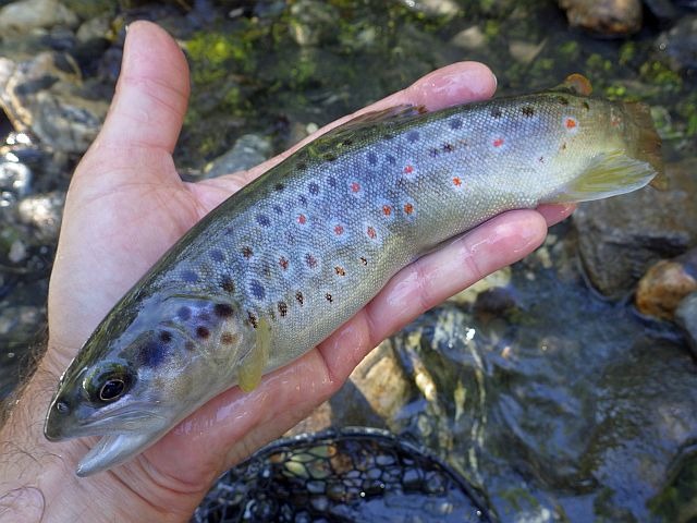 Reportage Torrent de Glaize Dépt de Savoie 73 Avozetto Webzine Pêche Mouche