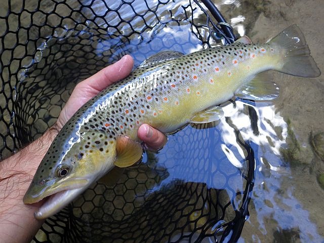 Guidage Italie Avozetto Webzine Pêche Mouche