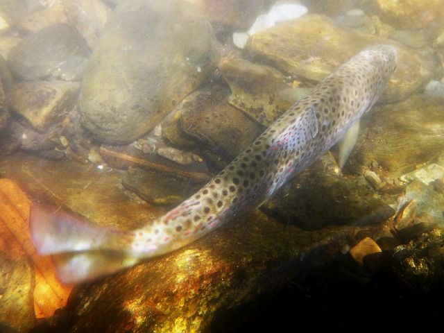 Reportage Dure dépt de l'Aude 11 Avozetto Webzine Pêche Mouche