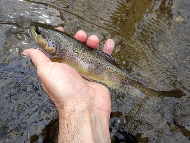 Reportage Etze dépt du Cantal 15 Avozetto Webzine Pêche Mouche