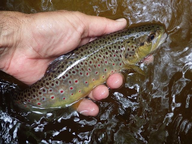 Reportage Vige dépt Creuse 23 Avozetto Webzine Pêche Mouche