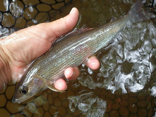 Reportage Combade Dépt Haute-Vienne 87 Avozetto Webzine Pêche Mouche