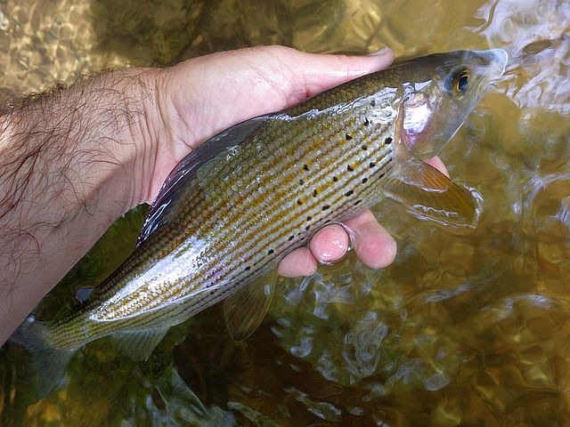 Reportage Combeauté dépt de Haute-Saône 71 Avozetto Webzine Pêche Mouche