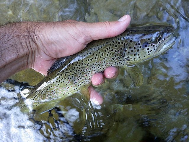 Reportage Drac Blanc dépt Hautes-Alpes 05 Avozetto Webzine Pêche Mouche
