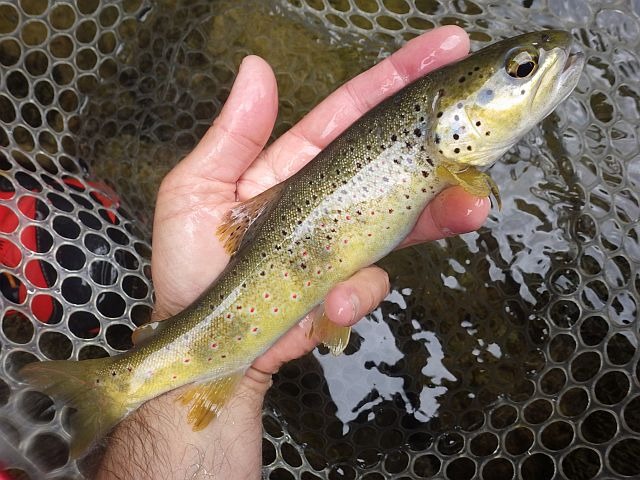 Reportage Lemme 2 Dépt Jura 39 Avozetto Webzine Pêche Mouche