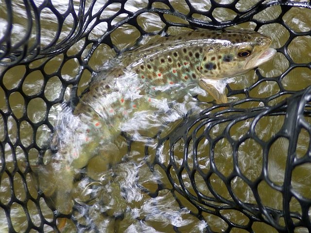Reportage Ognon dépt 70 Haute-Saône Avozetto Webzine Pêche Mouche