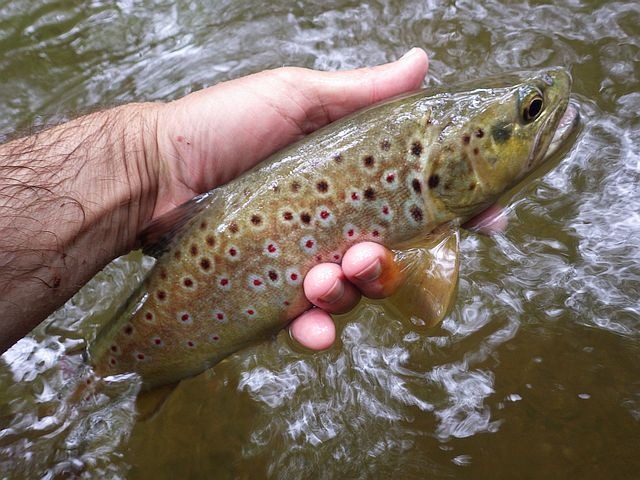 Reportage Rahin dépt de Haute-Saône 71 Avozetto Webzine Pêche Mouche