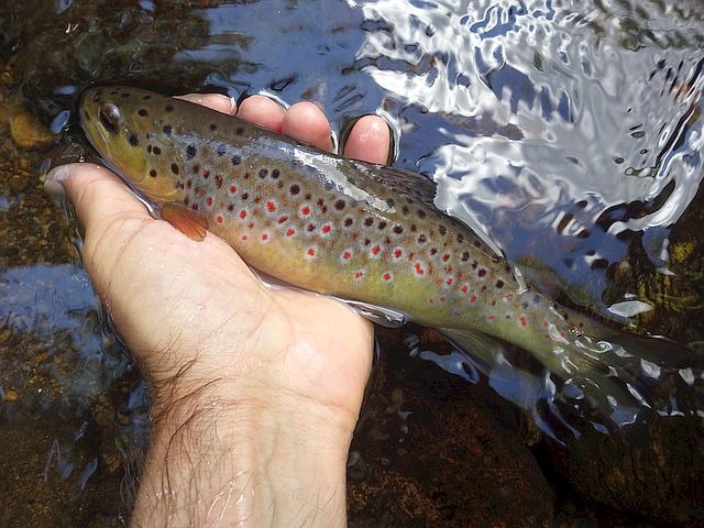 Reportage Bertrande Département du Cantal 15 Avozetto Webzine Pêche Mouche