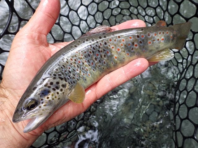 Reportage Dranse de la Manche dépt Haute-Savoie 74 Avozetto Webzine Pêche Mouche