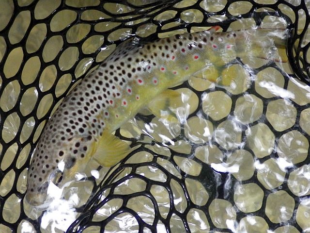 Reportage Laudon Dépt Haute-Savoie 74 Avozetto Webzine Pêche Mouche