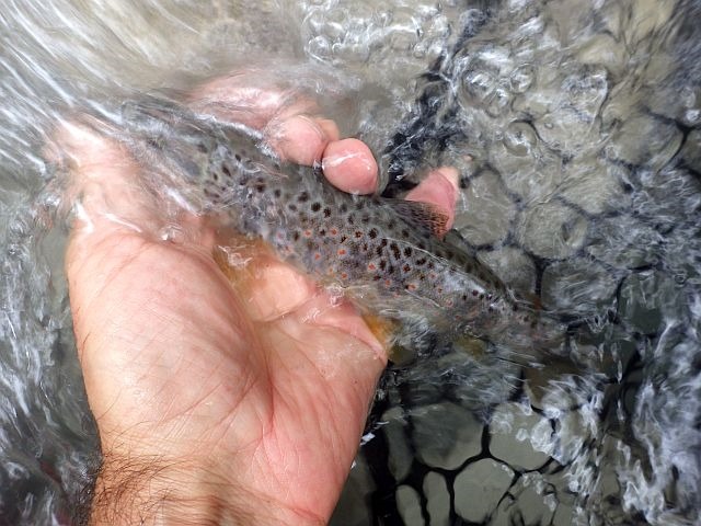 Reportage Saint-Ruph dépt de Haute-Savoie Avozetto Webzine Pêche Mouche