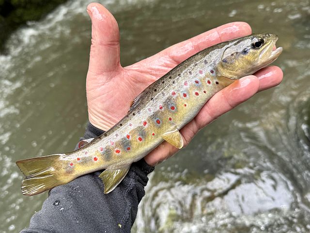 Prises des abonnés 2025 Avozetto Webzine Pêche Mouche