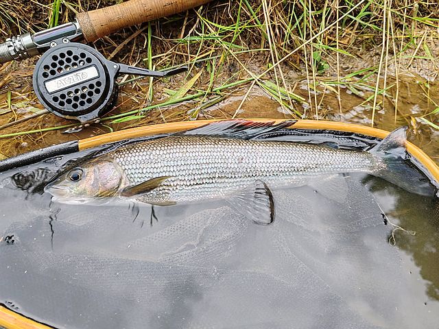 Prises 2025 des abonnés Avozetto Webzine Pêche Mouche