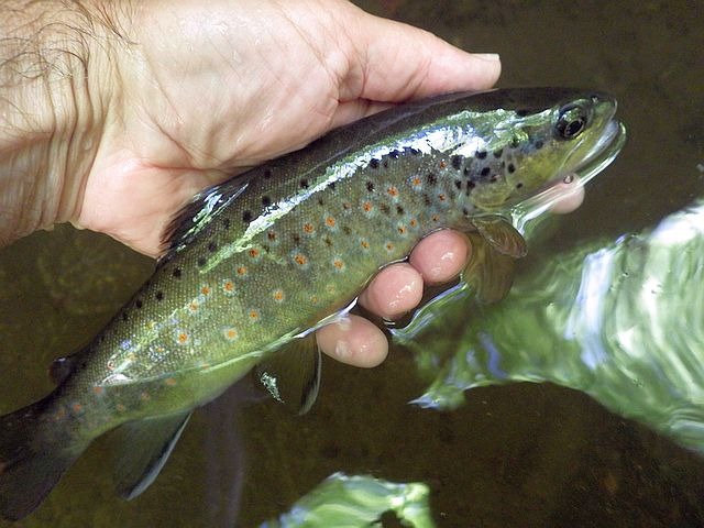 Reportage Bonjon dépt du Cantal Avozetto Webzine Pêche Mouche