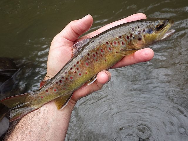 Reportage Labiou dépt Cantal 15 Avozetto Webzine Pêche Mouche