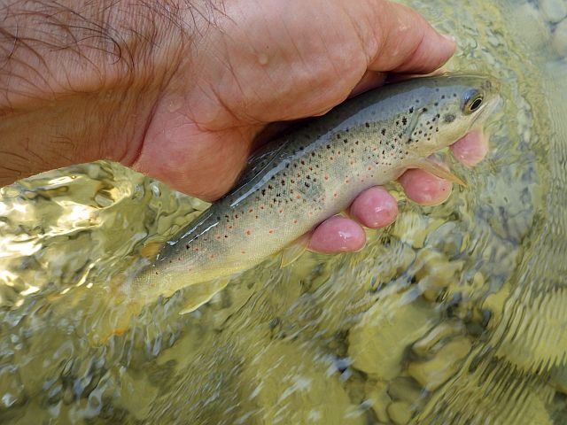 Reportage Loup dépt des Alpes-Maritimes 06 Avozetto Webzine Pêche Mouche