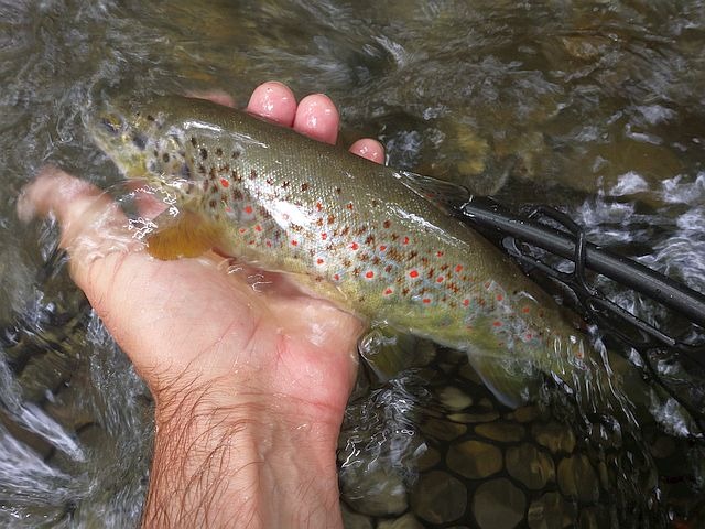 Reportage Luye dépt Hautes-Alpes 05 Avozetto Webzine Pêche Mouche