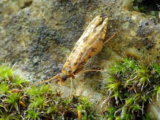Reportage Ruvoli dépt Corse 20 Avozetto Webzine Pêche Mouche