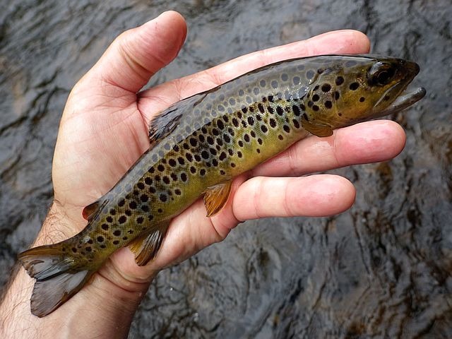 Reportage Vézère 2 Dépt Corrèze 19 Avozetto Webzine Pêche Mouche