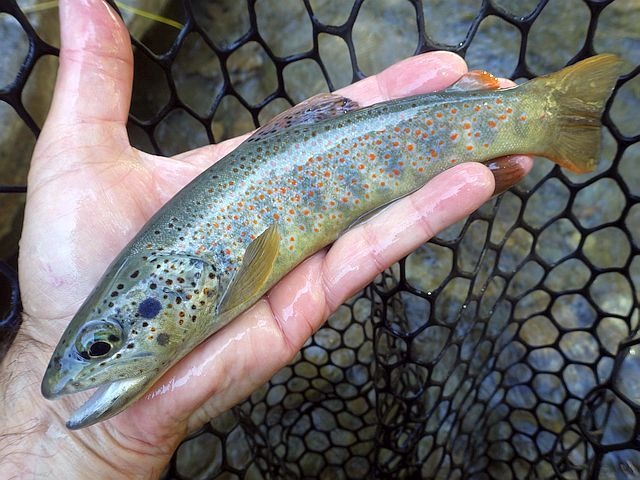 Reportage Montette dépt Hautes-Alpes (05) Avozetto Webzine Pêche Mouche