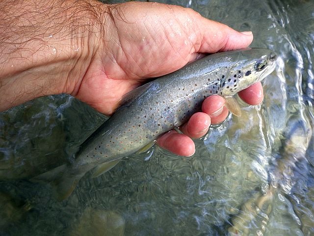 Reportage Arve dépt Haute-Savoie 74 Avozetto Webzine Pêche Mouche