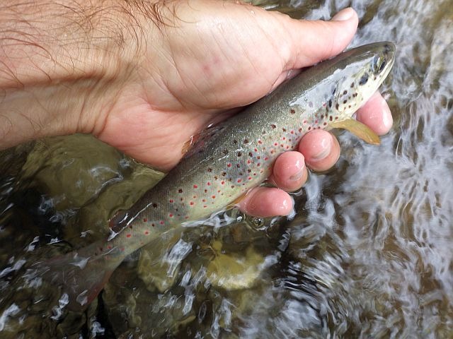 Reportage Planay dépt Haute-Savoie 74 Avozetto Webzine Pêche Mouche