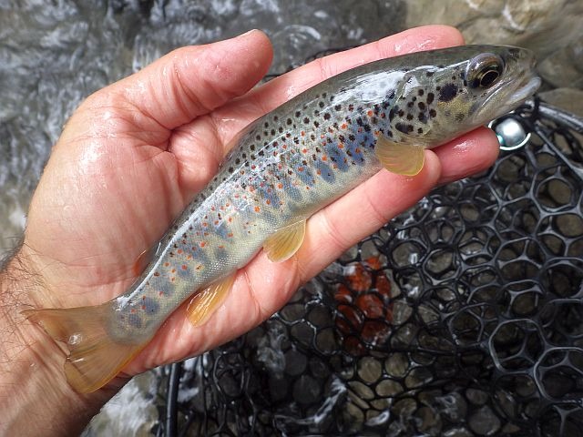 Article les Truites Zébrées de France Avozetto Webzine Pêche Mouche