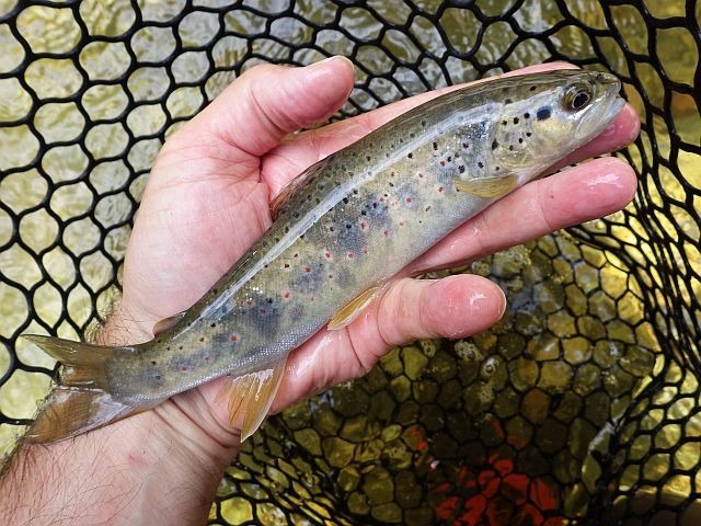 Article les Truites Zébrées de France Avozetto Webzine Pêche Mouche