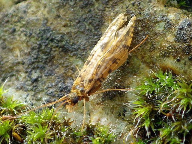 Les Plus Belles Notes 2025 Du Musicien d'Avozetto, Webzine Pêche Mouche