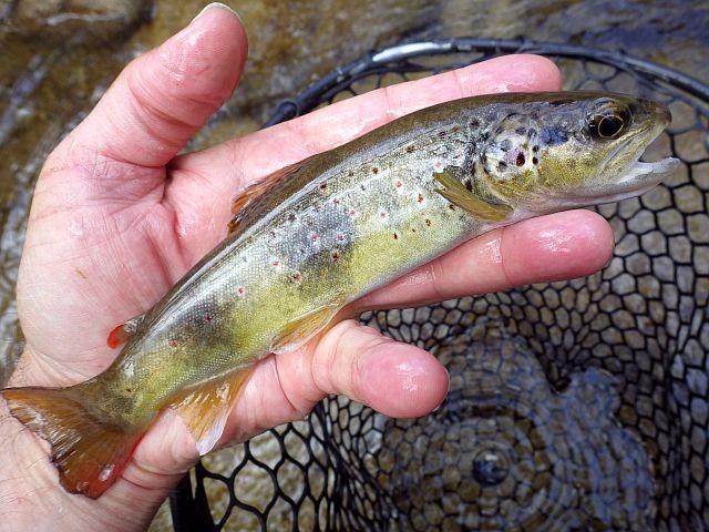 Reportage Largue dépt Alpes de Haute-Provence France Avozetto Webzine Pêche Mouche