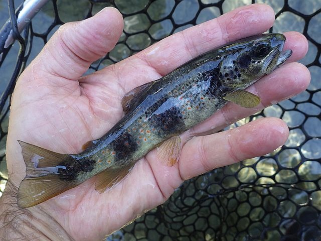Reportage Largue dépt Alpes de Haute-Provence France Avozetto Webzine Pêche Mouche