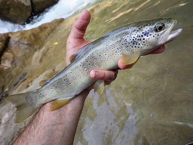 Reportage Largue dépt Alpes de Haute-Provence France Avozetto Webzine Pêche Mouche